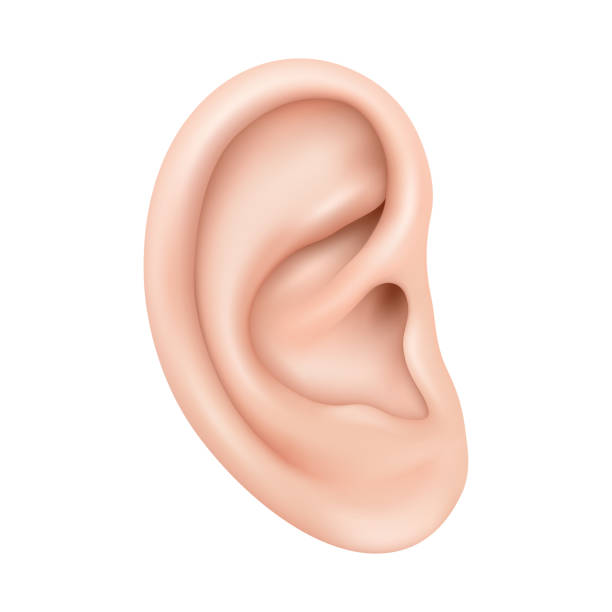 <p>collects and focusses sound waves</p>