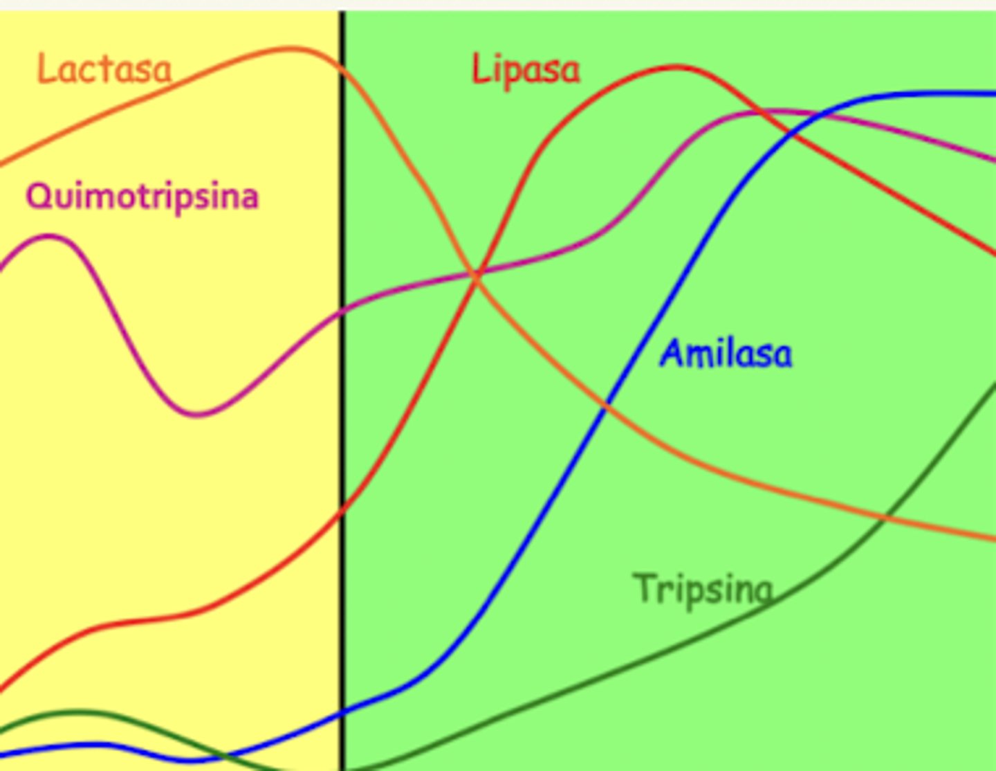<p>amilasa</p><p>por eso, necesitamos añadirla O mejorar la digestibilidad del alimento, con tratamiento con calor</p>