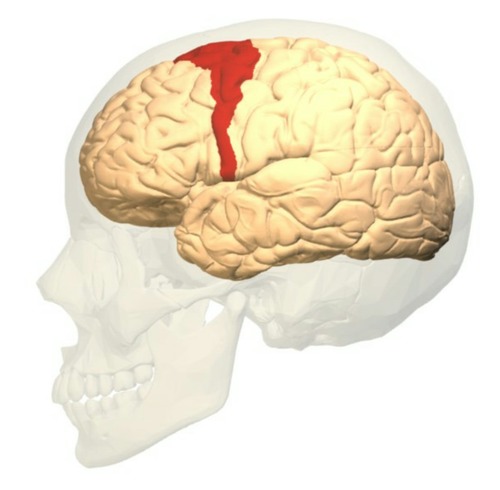 Located in the rear of the frontal lobe; controls voluntary movement