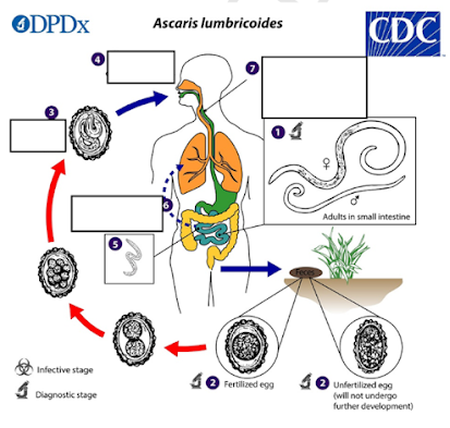 <p><span><span>Aside from the intestine, where else do Ascaris larvae migrate and partially mature during their life cycle?</span></span></p>