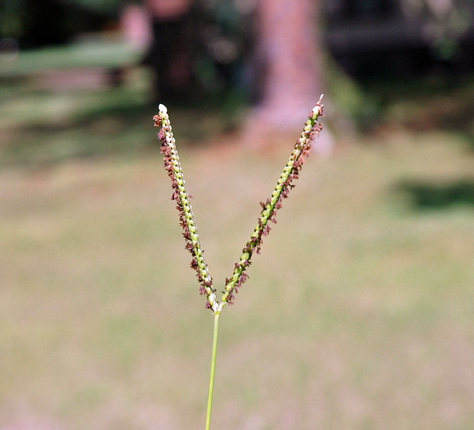 Longevity: Perennial

Season of Growth: Warm

Origin: Introduce

Economic Value

Wildlife: Poor

Grazing: Good