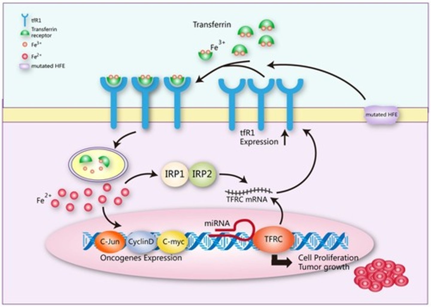 <p>- transports iron from plasma to erythroblasts in bone marrow<br>- binds transferrin receptors (TfR) on the erythroblast membrane</p>