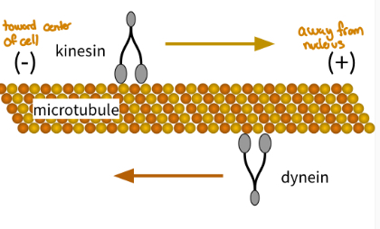 <p>Kinesin moves toward plus end ( anterograde transport)</p><p>Dye in moves toward the minus end (retrograde transport)</p><p>Both walk on tube, hand over hand fashion</p><ul><li><p>Kinesins and dyenins are ATP powered and move in opposite directions </p></li></ul><p></p>