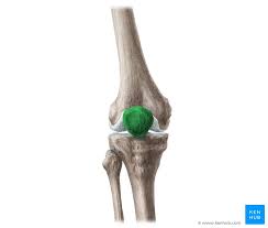 <p>Kneecap, sits in between femur and tibia. Looks like rock</p>
