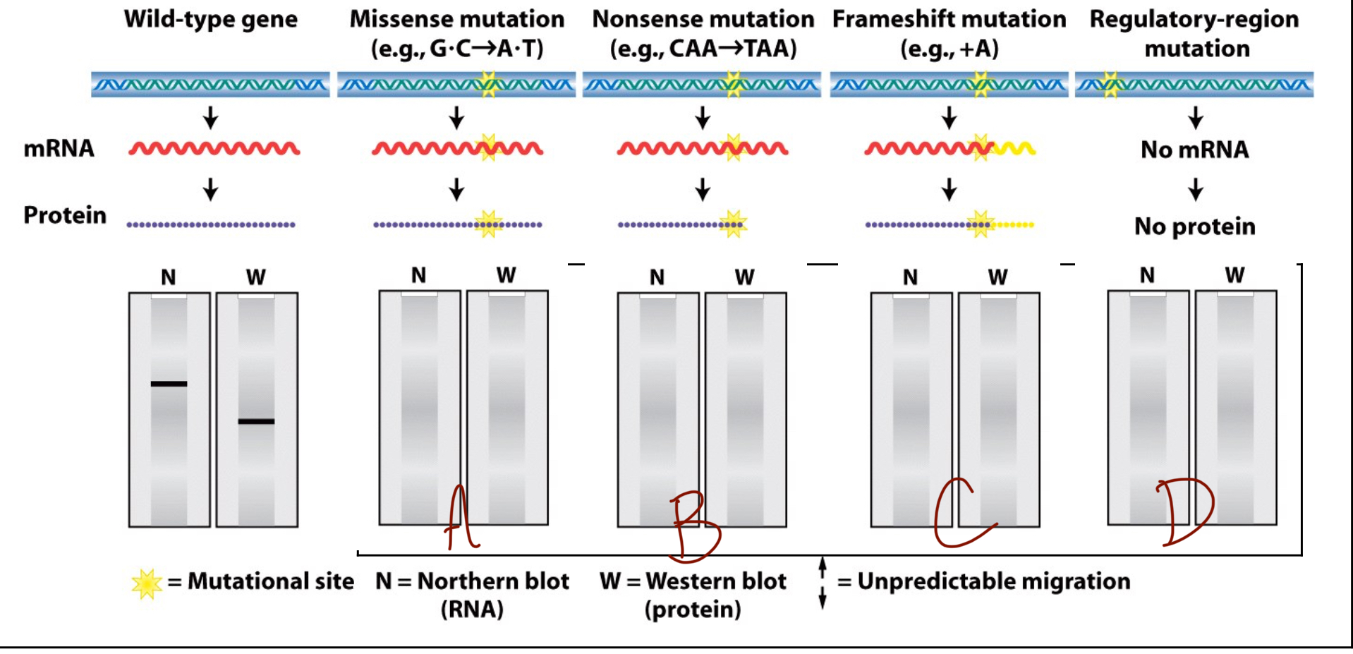 <p>What does the northern/western blot look like for a nonsense mutation (B)? </p>