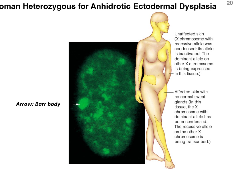 <p>Sí, porque en unas células se inactivará el cromosoma X de la madre mientras que en otras se inactivará el X del padre: no todas las células tienen la misma composición genética</p><p>Ejemplo: enfermedad displasia</p>