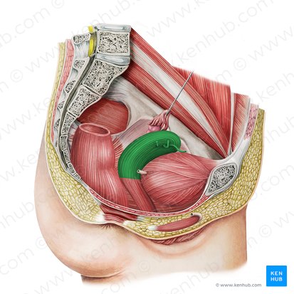 <ul><li><p>a hollow muscular organ located in the female pelvis between the bladder and rectum</p></li><li><p>ovaries produce eggs that travel through the fallopian tubes; once the egg has left the ovary, it can be fertilized and implant itself in this organ’s lining</p></li></ul><p></p>
