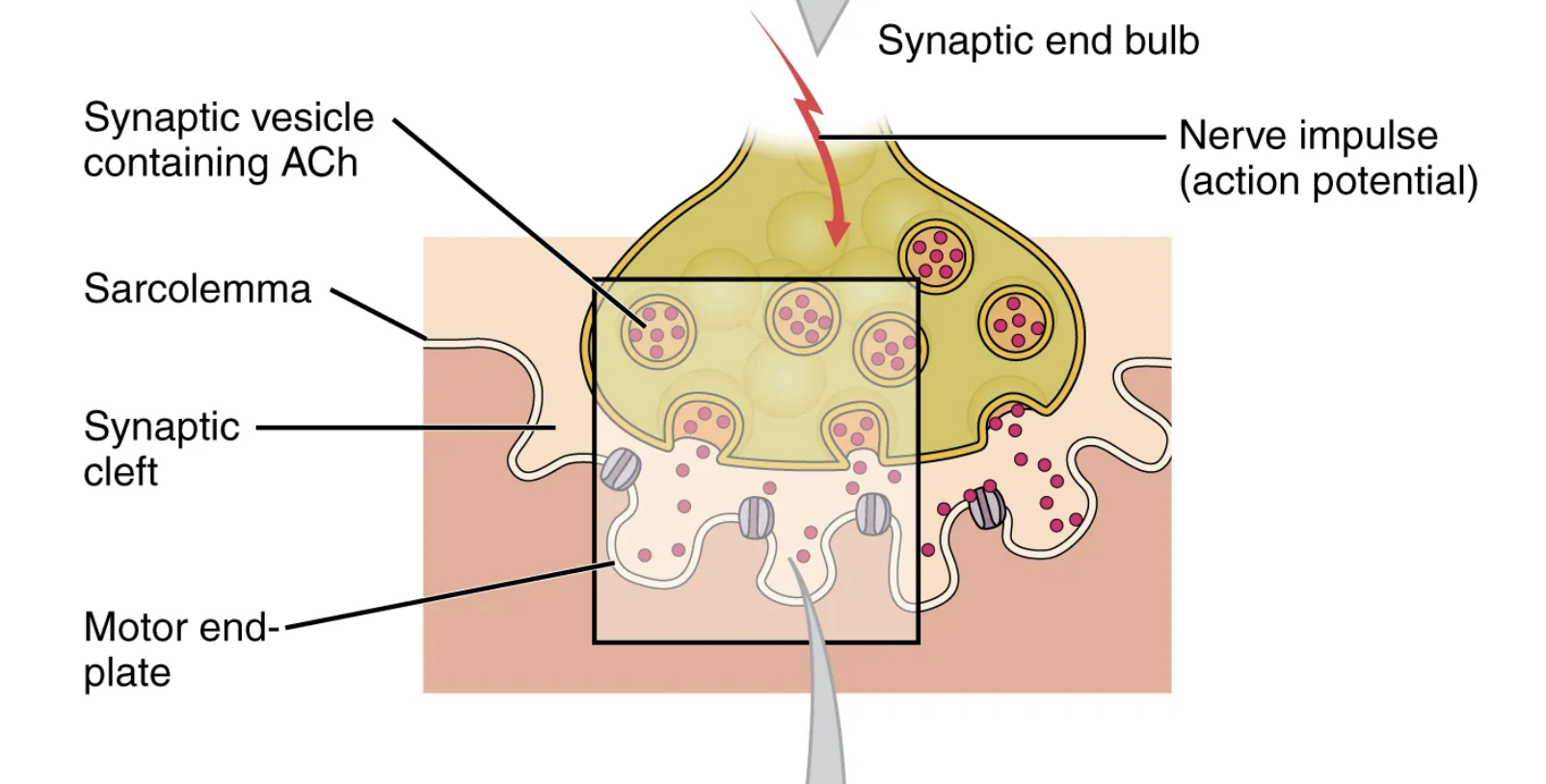 <p>acetylcholine (ACh)</p>