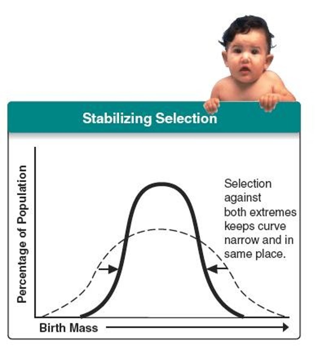 <p>the opposite of disruptive selection, stabilizing selection favors the intermediate variants. It reduces phenotypic variation and maintains the status quo.</p>