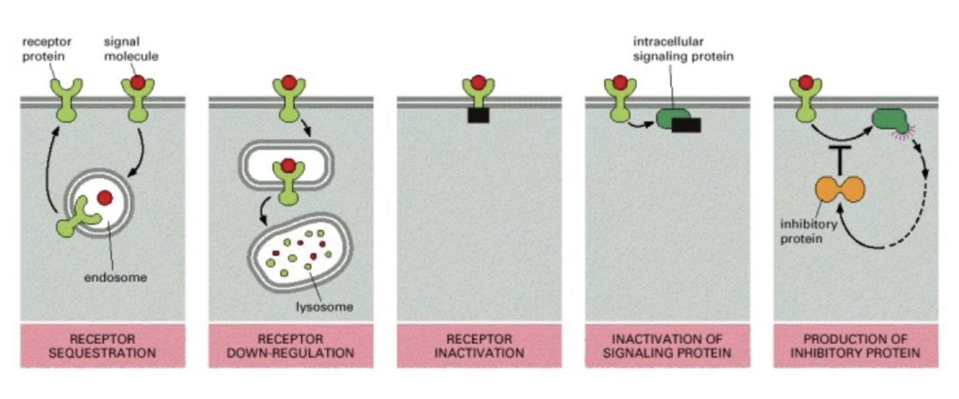 <ol><li><p>Endosom tar upp R+L för att de ska återanvändas.</p></li><li><p>Endosom tar upp R+L → bryts ner i lysosom.</p></li><li><p>Receptor inaktiveras.</p></li><li><p>Signaltransdukor/ligand stängs av.</p></li><li><p>Negativ feedback; en receptor aktiverar inhiberande signaltransduktion.  </p></li></ol>