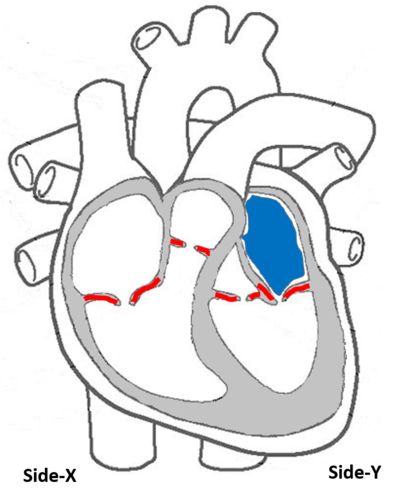 <p>What&apos;s the name of the labeled chambers</p>