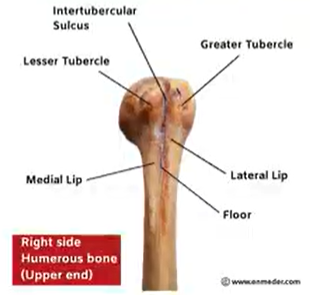 <p>sulcus/groove</p>