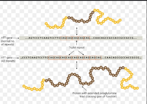 <p>multiple repeats of triplet nucleotide leading to genetic disorders…Ex. Huntington's disease</p>