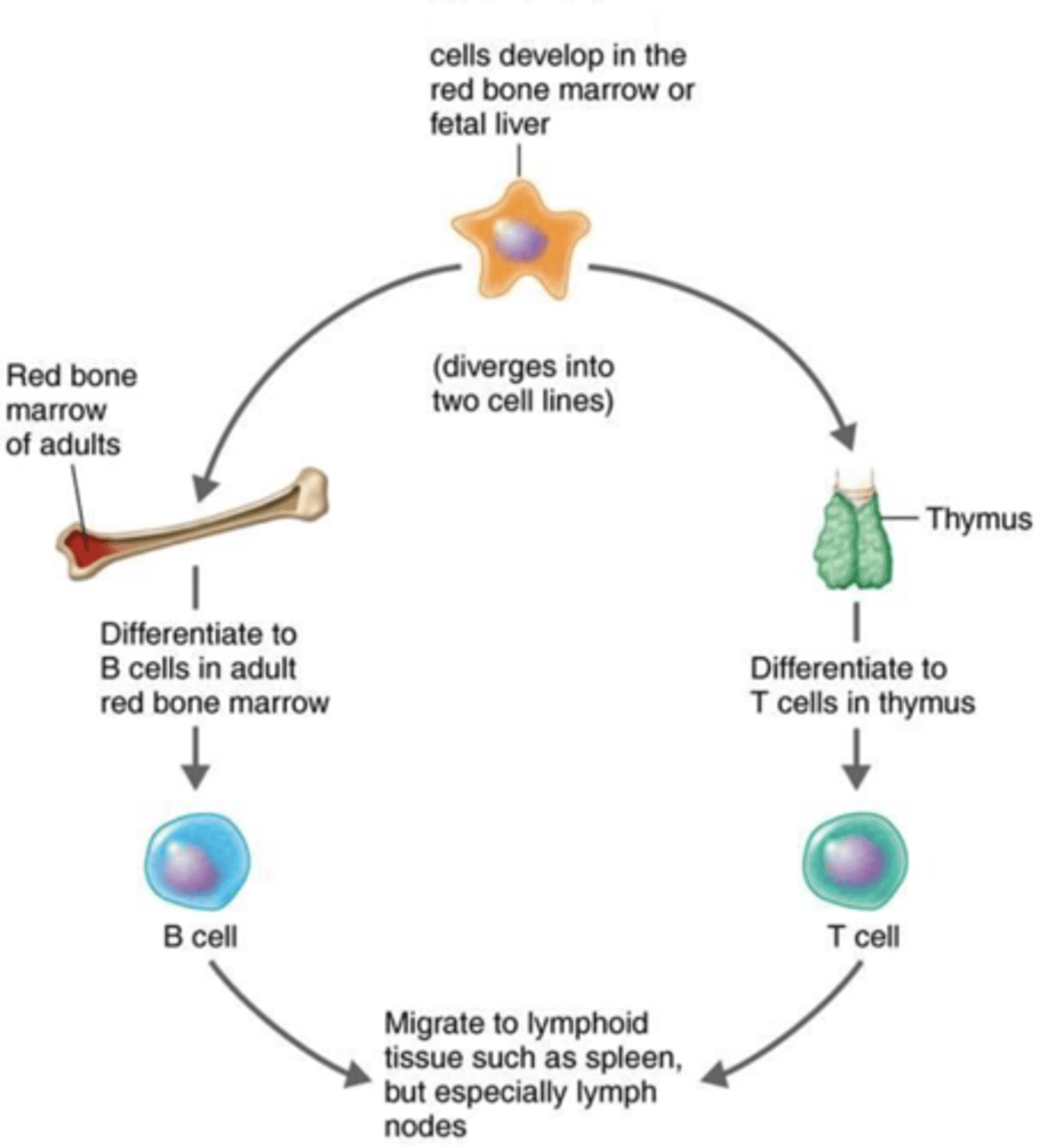 <p>Immunity</p><p>Cells that can differentiate into different types of cells such as into B cells and T cells</p>