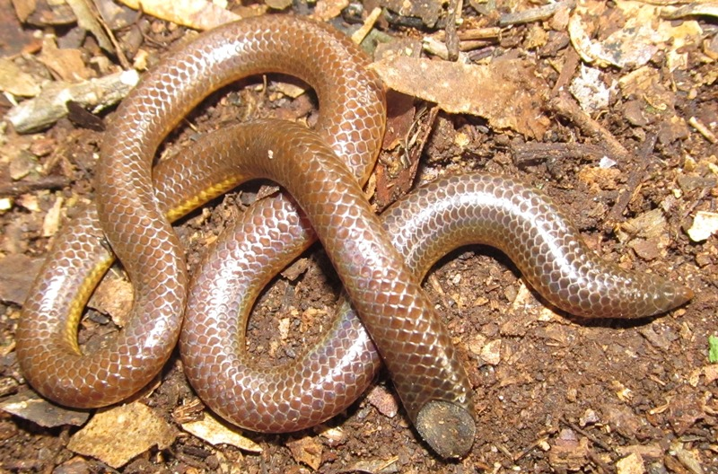<p><span><span>shield-tail snakes</span></span></p>