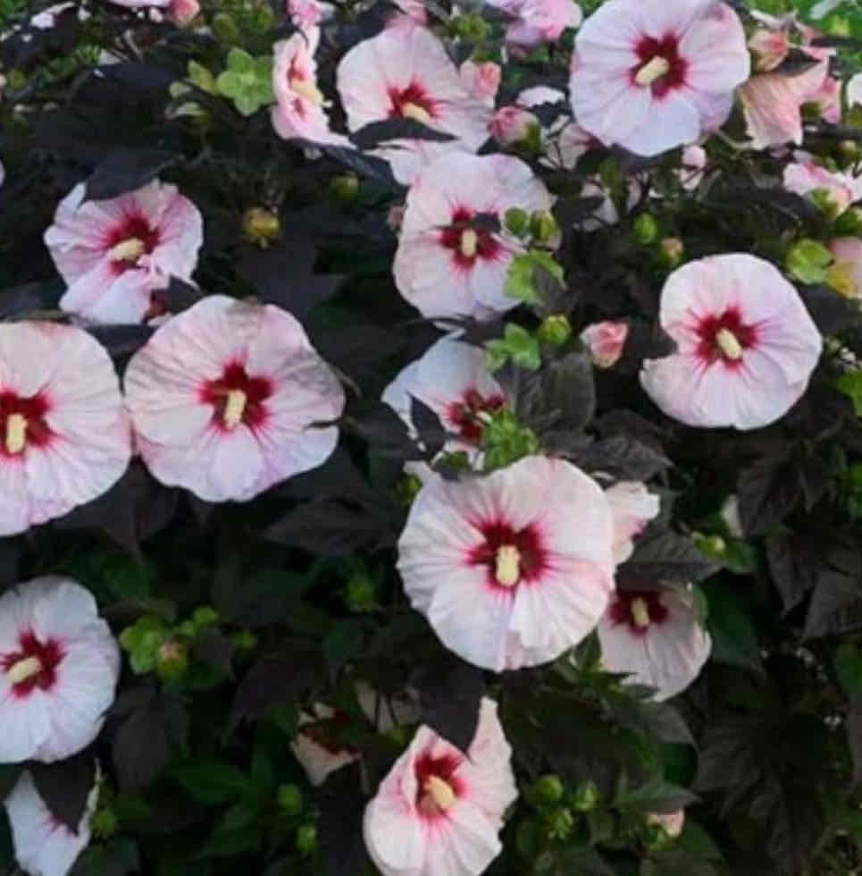 <p><span>Hibiscus moscheutos</span></p><p><span>Rose Mallow</span></p>