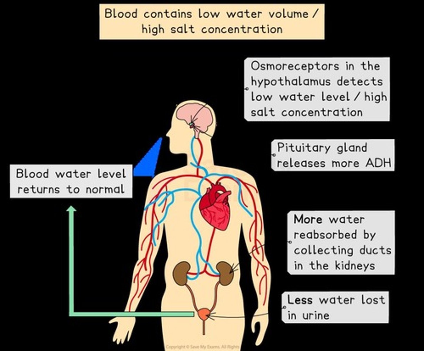 <p>It detects changes in blood water levels and signals the pituitary gland to release ADH.</p>