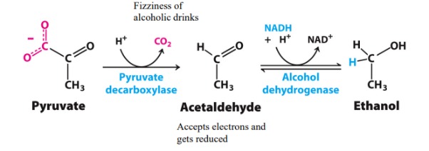 <p>Anaerobic fermentation of pyruvate to ethanol. (Acetaldehyde intermediate)</p>