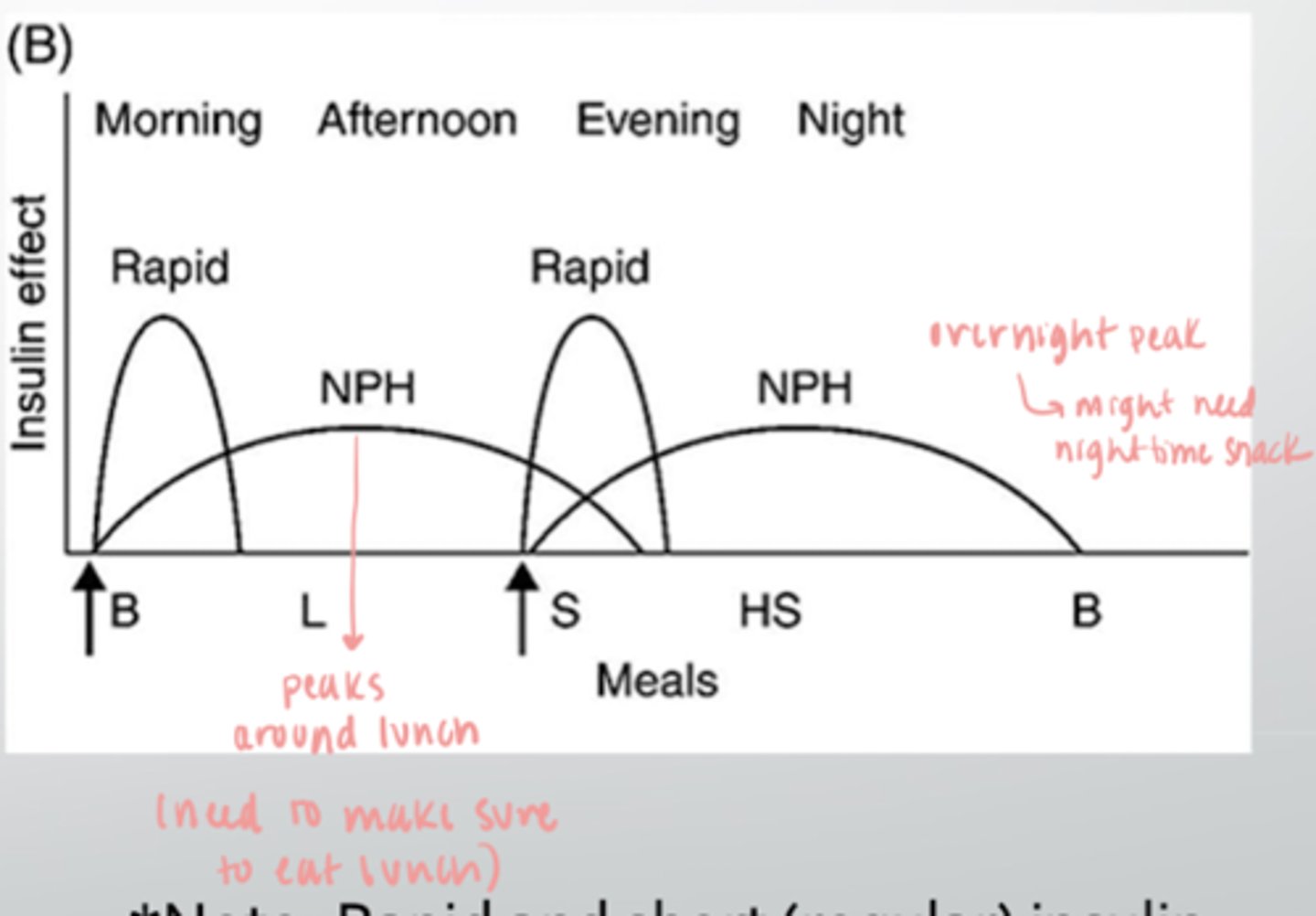<p>-2 injections daily (breakfast and dinner) <br><br>-peaks around lunch and overnight <br><br>-may need to eat nighttime snack due to overnight peak</p>
