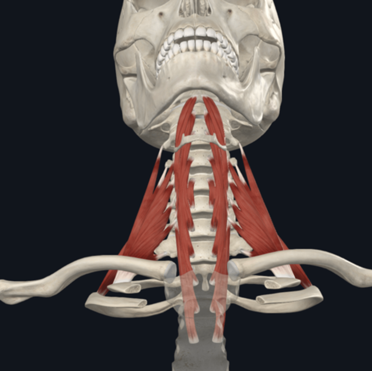 <p>What are the prevertebral muscles? (5) what is their location?</p>