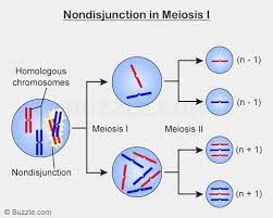 nondisjunction