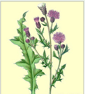 <p>Akkerdistel</p>