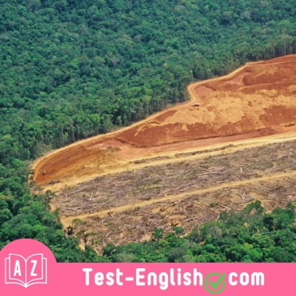 <p>_____ in the Amazon is a major environmental concern.</p>