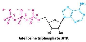 <ul><li><p>Energy-rich because of the phosphoanhydride bonds</p></li><li><p>Can be used to drive other reactions</p></li><li><p>Is an immediate donor of free energy in biological systems but is not used for long term storage</p></li></ul>