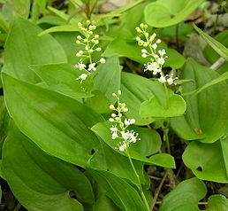 <p><em>Asparagaceae -</em> chřestovité (<em>Convallariaceae)</em></p><p><em>Maianthemum bifolium -</em> pstroček dvoulistý</p>