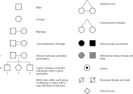 <p>pictorial representation of a family history, outline inheritance of characteristics </p>