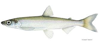 <p>Smelt</p>