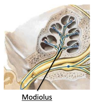 <p>modiolus</p>