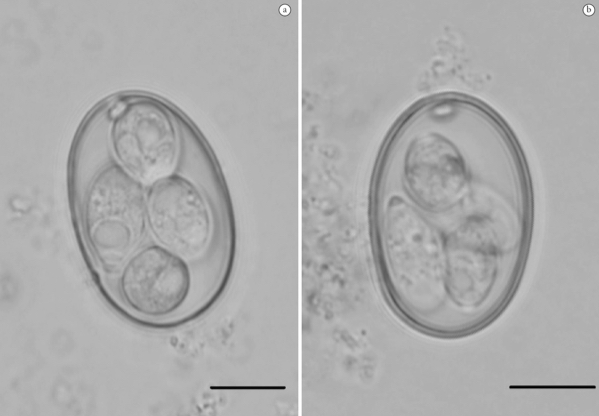 <p>Fecal flotation with zinc sulfate</p>