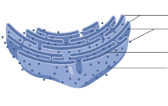 <p>network of flat, interconnected sacs or tubes that produce and transport cellular materials, such as proteins and ribosomes.&nbsp;</p>
