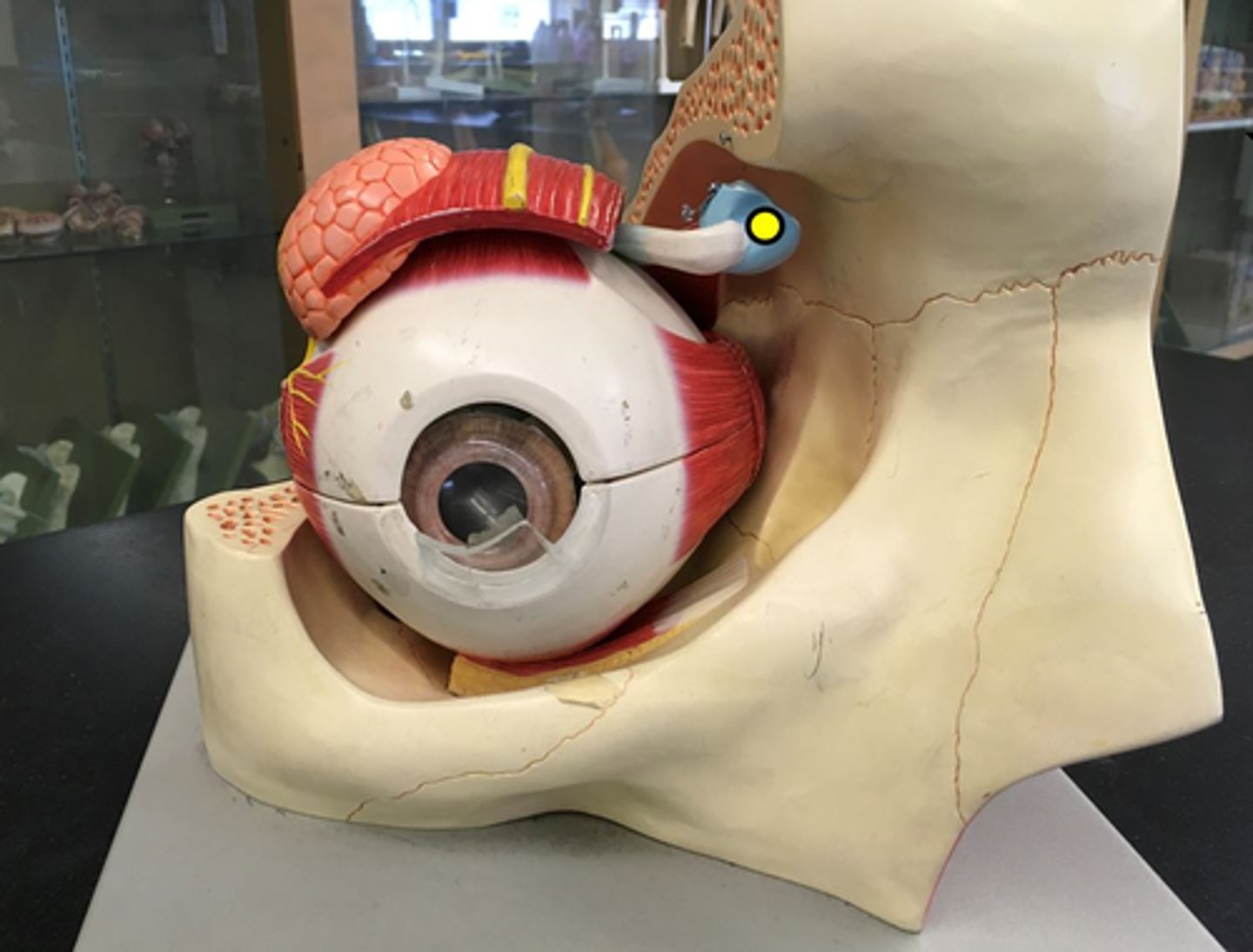 <p>pulley-like structure in upper-inner corner of the eye socket that redirects the tendon of the superior oblique muscle; changes the direction of the muscle's pull, enabling it to depress the eye, abduct it, and intort it (rotate it so the top moves toward the nose)</p>
