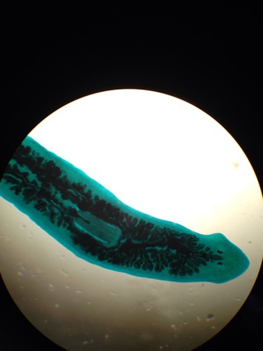 <p>name/phylum/class</p>
