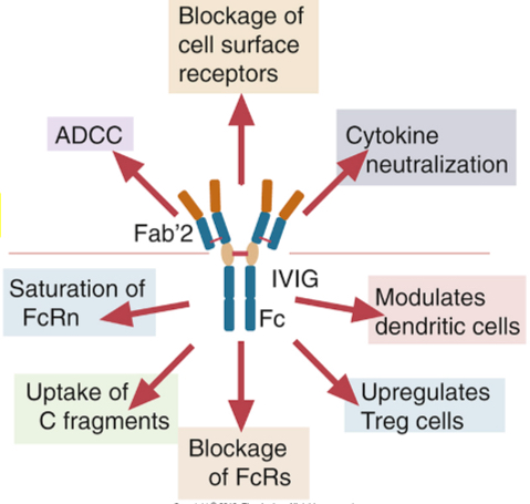 <ul><li><p>Complete with FcRn which functions in adults to protect antibodies from catabolism, resulting in reduced half-lives of pathogenic antibodies</p></li><li><p>Promote Treg cells (TGF-beta, IL-10)</p></li><li><p>Block binding of immune complexes formed by pathogenic antibodies to FcyR on macrophages</p></li><li><p>Promote expression of FcyRII B (inhibitory receptors on B cells and myeloid cells (FcyRIIB expression on B cells shuts down autoantibody-producing B cells)</p></li></ul><p></p>