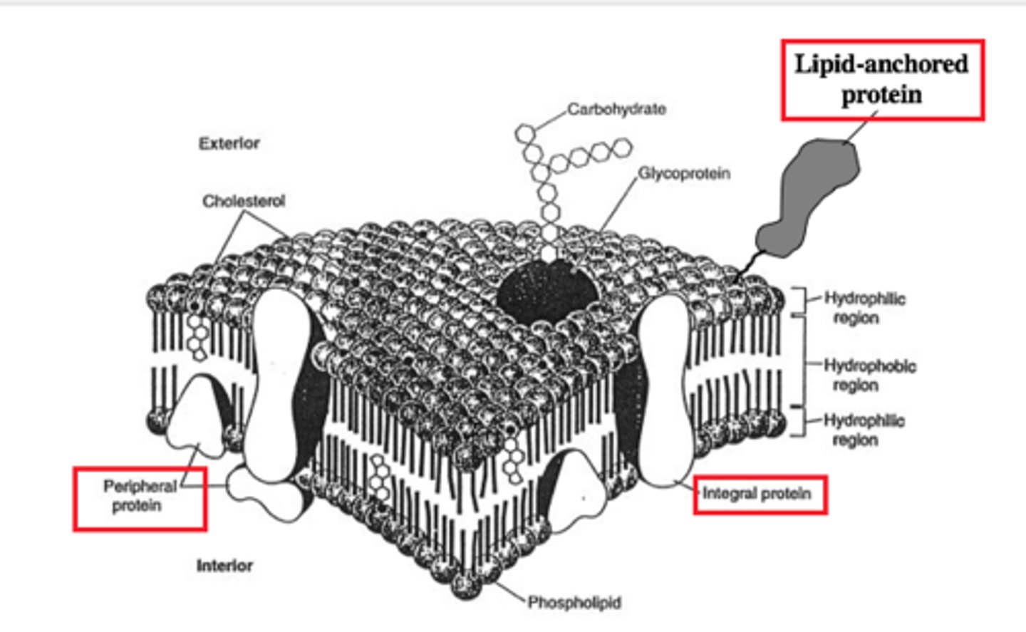 <p>proteins that form tunnels or channels across the entire cell membrane</p>