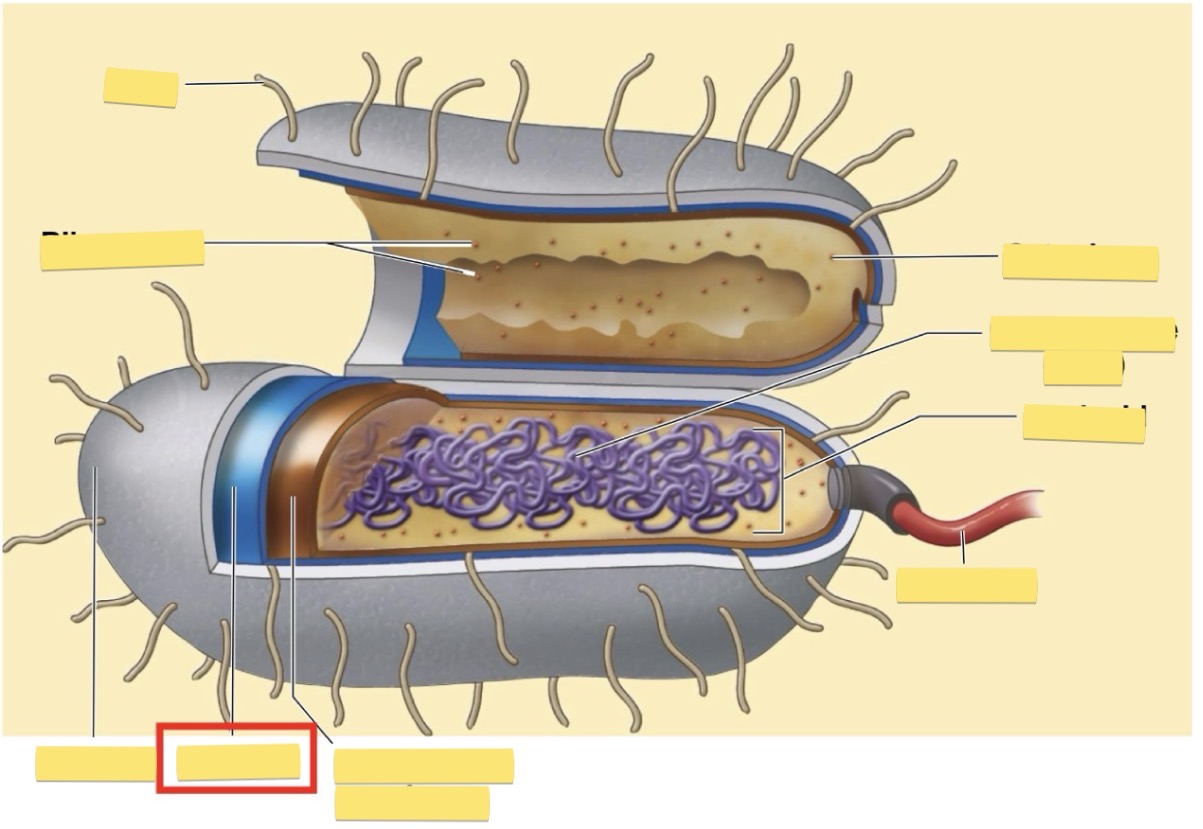 <p>Draw and label a prokaryotic cell and its parts </p>