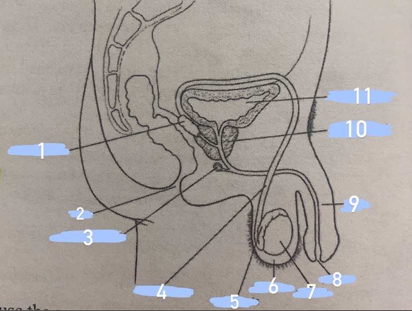 <p><strong>SHOW YOUR WORK</strong></p><p>male reproductive structure</p>