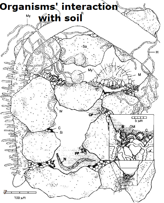 <p>name the different components</p><p>what % of species live in the soil?</p>