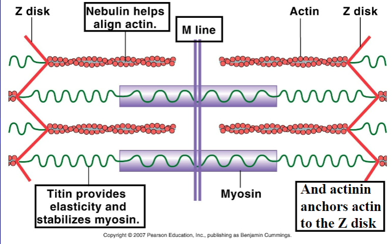 <p>protein that provide elasticity and stabilize myosin</p>