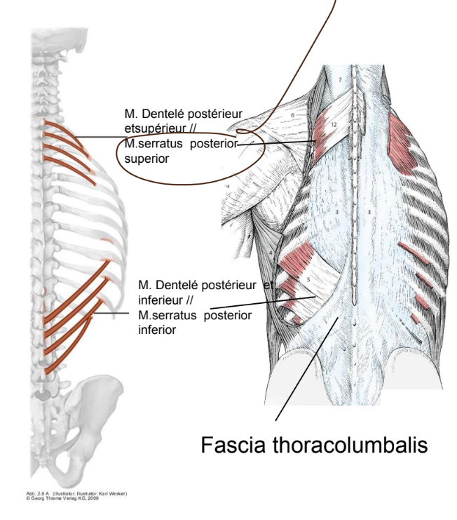 <p>musculature du dos autochtone</p><p><strong>innervation</strong>: branches ventrales des nerfs spinaux </p><p>fonction:</p><ul><li><p>supérieur: lève les côtes, inspiration (muscle accessoire respiration)</p></li><li><p>inférieur: abaisse les côtes</p></li></ul><p></p>
