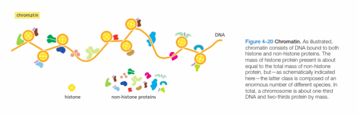 <p>Nucleosomes consist of DNA and histone proteins. Includes about 200 nucleotide pairs of DNA. (slide: 147 nucleotide pais of dsDNA)</p><p>Chromatin is DNA bound to histone and non-histone proteins.</p><p>Nucleosome core particle is made up of DNA wrapped around a histone core.</p><p>Octomeric histone core = 2 of each histone H2A H2B H3 and H4. First forms H3-4 and H2A-B dimers, H3-4 dimers form tetramer, and then associate with the 2 H2A-B dimers, forming the octameric core.</p>