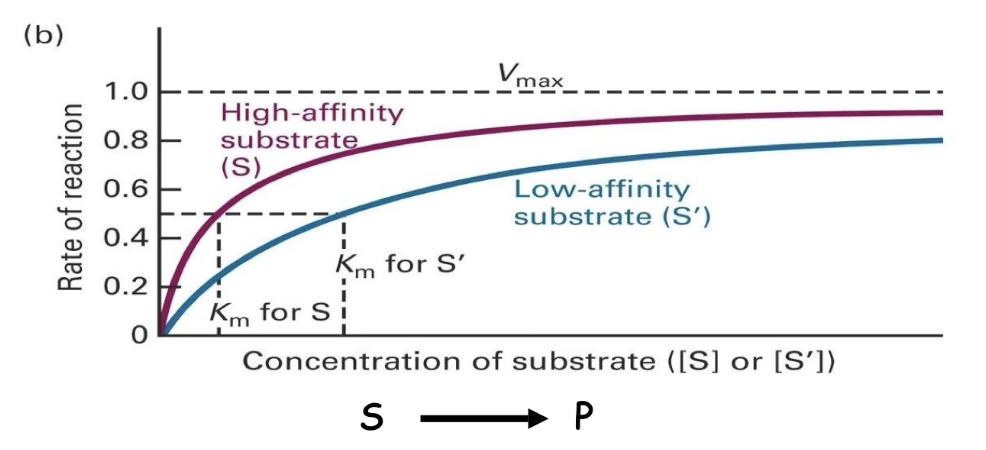 <ul><li><p class="">Both <strong>high- and low-affinity substrates</strong> reach the same <strong>Vmax</strong> (if enzyme concentration is constant).</p></li><li><p class=""><strong>Low-affinity substrates</strong> need <strong>higher concentrations</strong> to reach Vmax.</p></li><li><p class="">This is due to <strong>more frequent dissociation</strong> of enzyme-substrate complex.</p></li></ul><p></p>