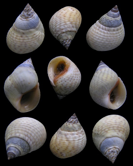 <p>Marsh Periwinkle</p><p></p>