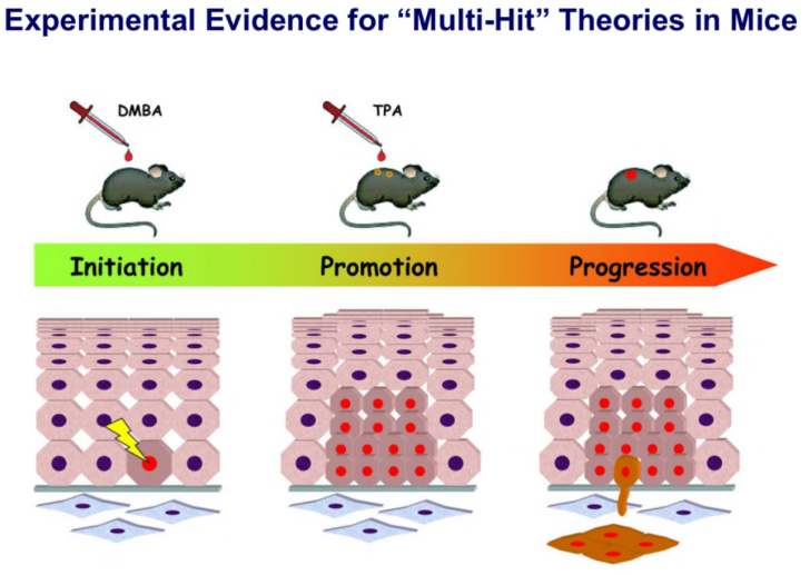 <p>"Initiation involves applying DMBA, a carcinogen, to mouse skin, inducing mutations in key genes like Ras and p53, critical for skin cell growth."</p>