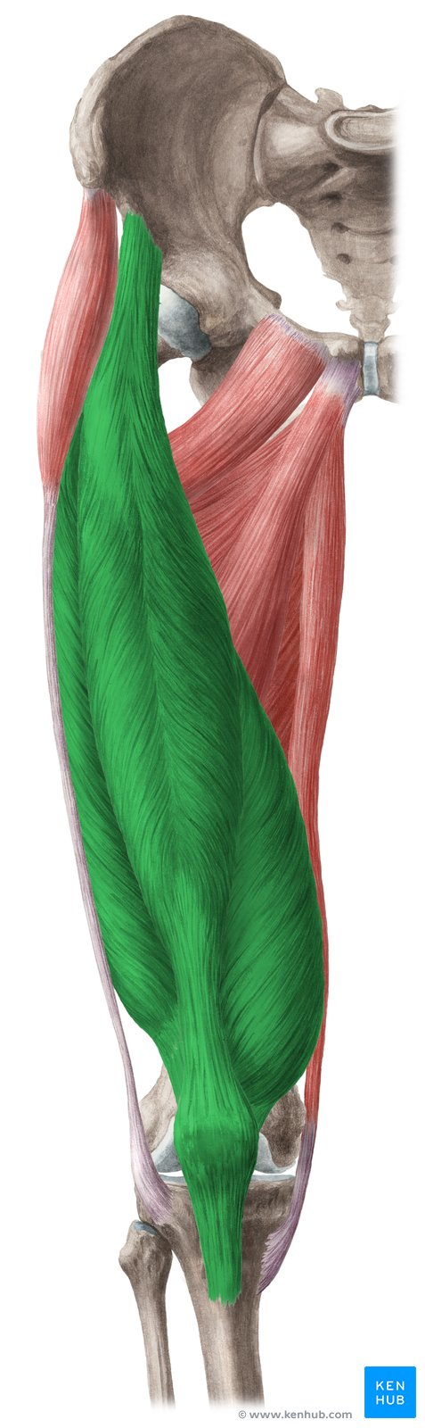 <p>(muscle group)</p>