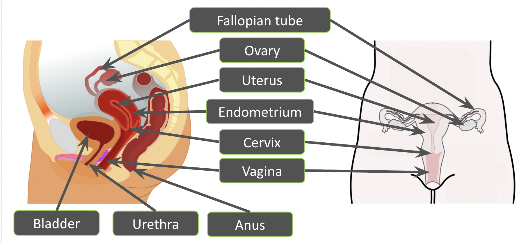 <p>ovary, uterus, cervix, bladder, urethra, vagina, endometrium, fallopian tube </p>