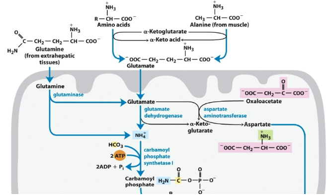 <p>Think about what is the input (glutamate or glutamine), how much ATP is being input (1 ATP in step 1) (put in 3 ATP) (get 2.5 molecules ATP out)</p>